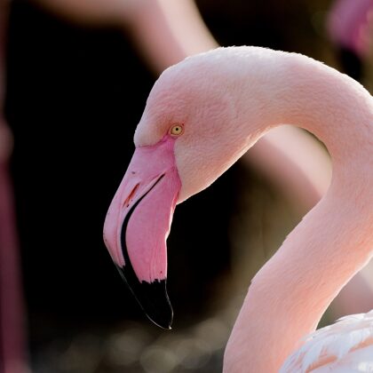 jr-fotografie-ch-Flamngo