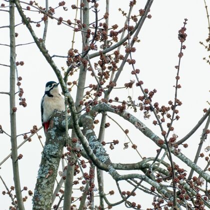 jr-fotografie-ch-wildlife-Buntspecht