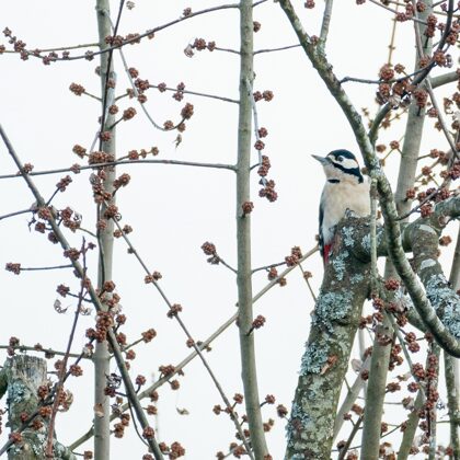 jr-fotografie-ch-wildlife-Buntspecht