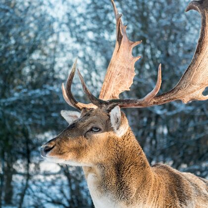 jr-fotografie-ch-Damhirsch