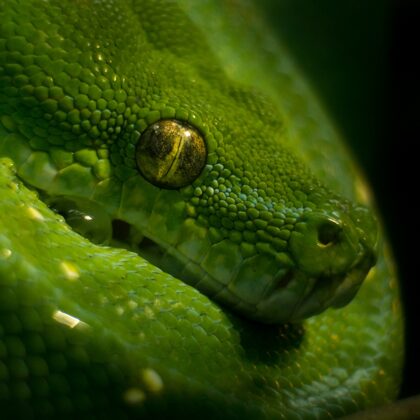 jr-fotografie-ch-Grüner- Baumpython