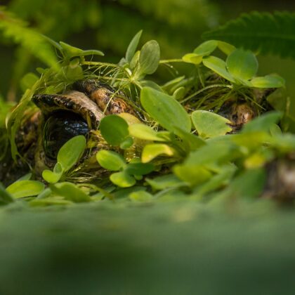 jr-fotografie-ch-Sumpfkrokodil