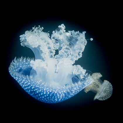 jr-fotografie-ch-Qualle