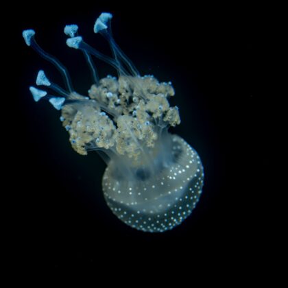 jr-fotografie-ch-Qualle