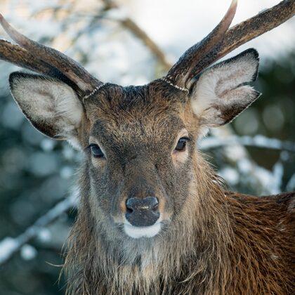 jr-fotografie-ch-Sikahirsch