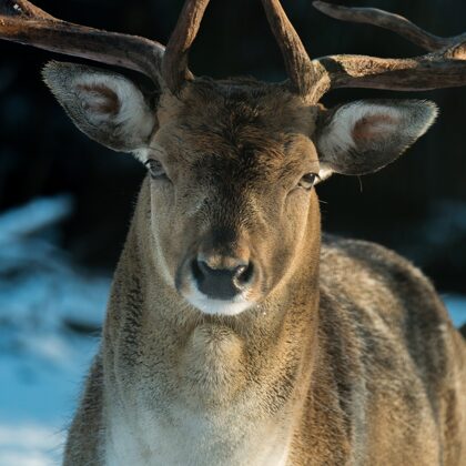 jr-fotografie-ch-Sikahirsch