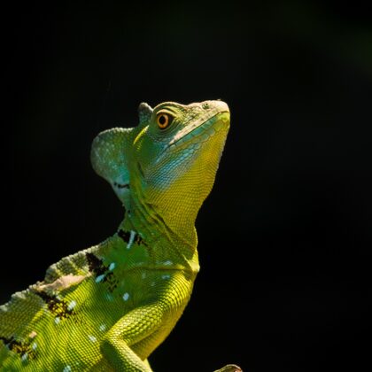 jr-fotografie-ch-Stirnlappenbasilisk