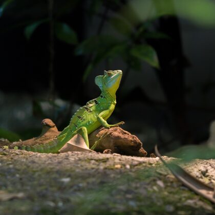jr-fotografie-ch-Stirnlappenbasilisk