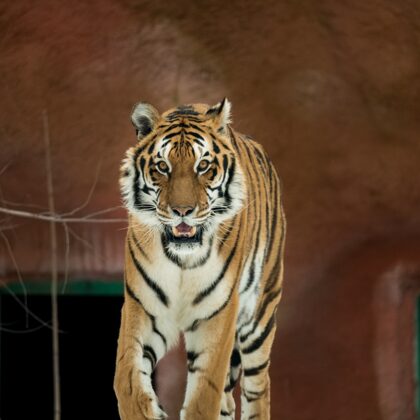 jr-fotografie-ch-Tiger