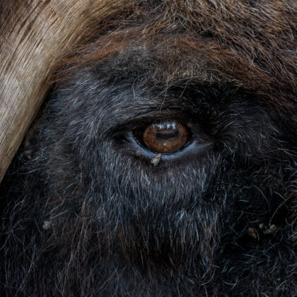 jr-fotografie-ch-Moschusochse