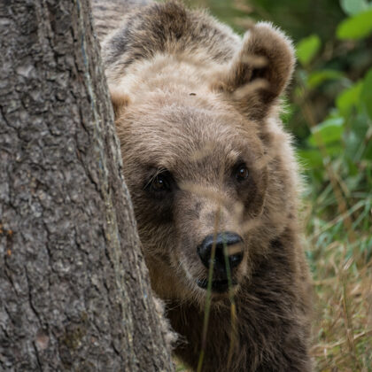 jr-fotografie-ch-Bär