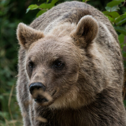 jr-fotografie-ch-Bär