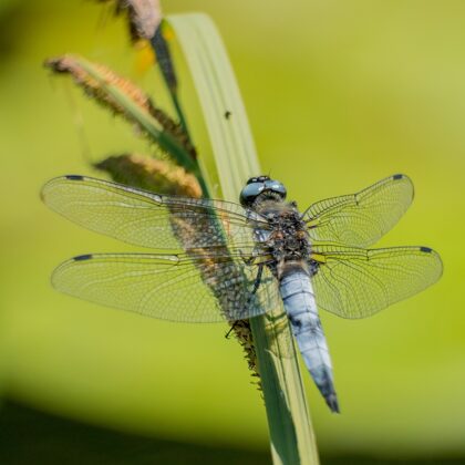 jr-fotografie-ch-wildlife-Libelle