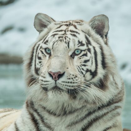 jr-fotografie-ch-Weisser-Tieger