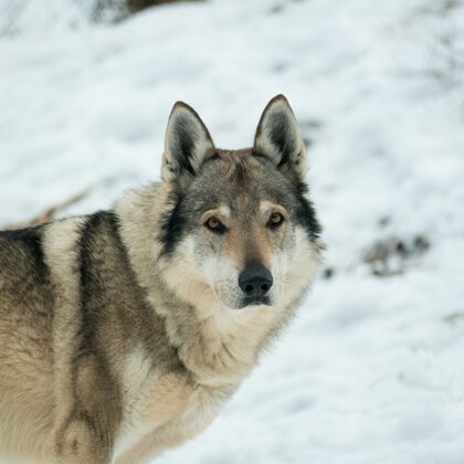 jr-fotografie-ch-Wolf