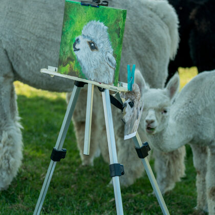 jr-fotografie-ch-Alpaka Erlebnisse Schweiz