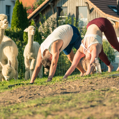 jr-fotografie-ch-Alpaka Erlebnisse Schweiz