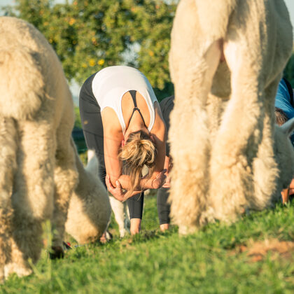 jr-fotografie-ch-Alpaka Erlebnisse Schweiz