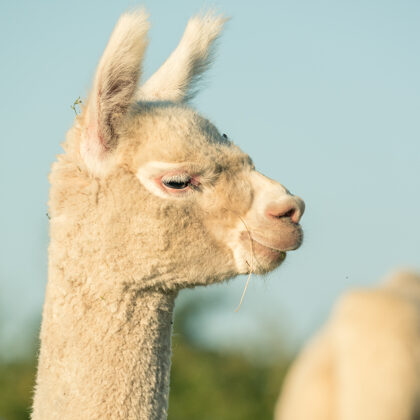 jr-fotografie-ch-Alpaka Erlebnisse Schweiz