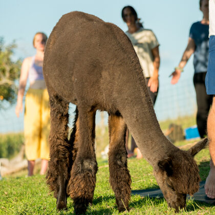 jr-fotografie-ch-Alpaka Erlebnisse Schweiz