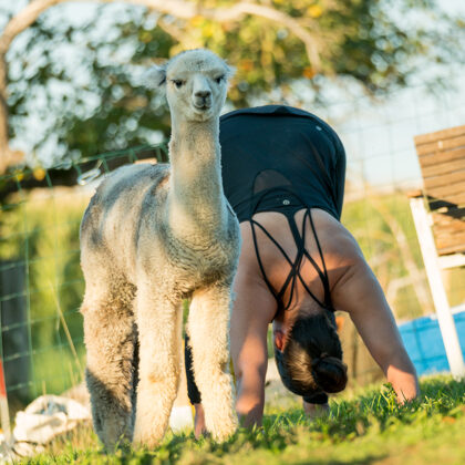 jr-fotografie-ch-Alpaka Erlebnisse Schweiz