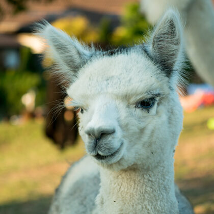 jr-fotografie-ch-Alpaka Erlebnisse Schweiz