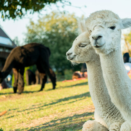 jr-fotografie-ch-Alpaka Erlebnisse Schweiz