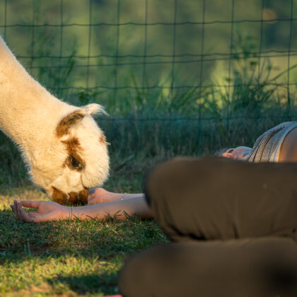 jr-fotografie-ch-Alpaka Erlebnisse Schweiz