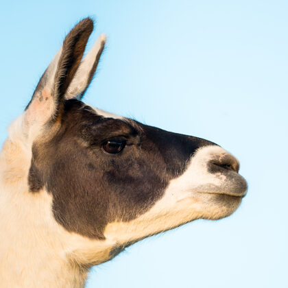 jr-fotografie-ch-Alpaka Erlebnisse Schweiz