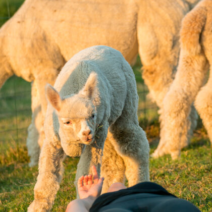 jr-fotografie-ch-Alpaka Erlebnisse Schweiz